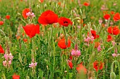 Flowering field with Common Sainfoin (Onobrychis viciifolia) and Poppies (Papaver rhoeas)