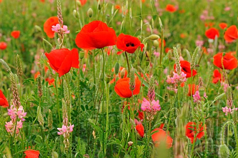 Flowering_field_with_Common_Sainfoin_Onobrychis_viciifolia_and_Poppies_Papaver_rhoeas