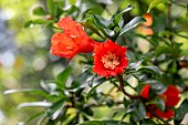 Pomegranate (Punica granatum) flowers, Gard, France