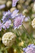 Minoan Scabious (Lomelosia minoana)