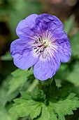 Geranium Rozanne