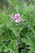 Rose Geranium (Pelargonium graveolens hort.)