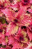 Coleus (Solenostemon scutellarioides)