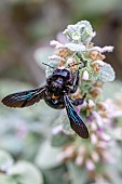 Violet carpenter bee (Xylocopa violacea), Gard, France