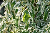 Wedding cake tree (Cornus controversa) Variegata