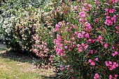 Line of Oleander trees (Nerium oleander) in different colours