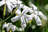 Lemon-scented jasmine (Jasminum azoricum)