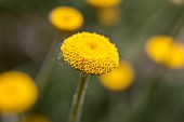 Dyers Chamomile (Cota tinctoria var. discoidea), Gard, France.