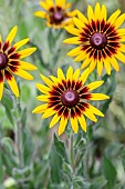 Rudbeckia