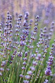 Lavender (Lavandula angustifolia) Diva