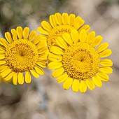 Dyers Chamomile (Cota tinctoria)