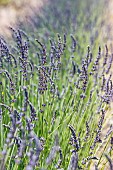 Dutch lavender (Lavandula x intermedia) Grosso