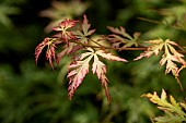Young leaves of Japanese maple (Acer palmatum) Seiryu