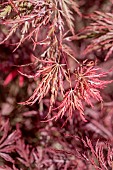 Japanese maple (Acer palmatum dissectum) Inaba-shidare