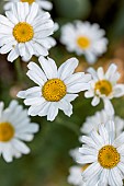 Dalmatian pellitory (Tanacetum cinerariifolium)