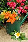 Orange Daylily (Hemerocallis fulva) and Rose (Rosa sp) in a bouquet in a green iron watering can in front of a bush of flowering Emera Roses