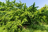 Weeping Hornbeam (Carpinus betulus) Pendula in spring