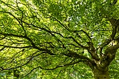 Flowering ash (Fraxinus ornus) in spring