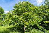 Yellow Buckeye (Aesculus flava f.vestita) in bloom in spring