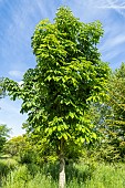 Japanese Horse-chestnut (Aesculus turbinata) in spring
