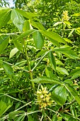 Painted Buckeye (Aesculus neglecta) in bloom in spring