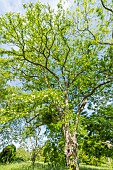 False acacia (Robinia pseudoacacia) in spring