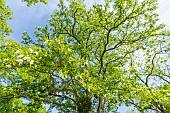 False acacia (Robinia pseudoacacia) in spring