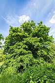 Large-Leaved Linden (Tilia platyphyllos) in spring