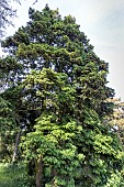Wilsons spruce (Picea wilsonii) in spring