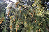 West Himalayan spruce (Picea smithiana), cones in spring