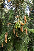 West Himalayan spruce (Picea smithiana), cones in spring