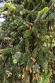 Koyamas spruce (Picea koyamae) in spring