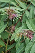 Young leaves of Tree of heaven (Ailanthus altissima), Gard, France