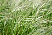 Poverty Brome (Anisantha sterilis) in early spring, Gard, France