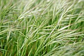 Poverty Brome (Anisantha sterilis) in early spring, Gard, France