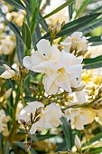 Oleander (Nerium oleander) yellow, Vaucluse, France