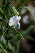 Grass pea (Lathyrus sativus) flower