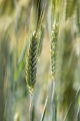 Triticale (x Triticosecale), Alpes-de-Haute-Provence, France