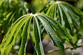 Cassava (Manihot esculenta) leaves