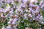 Mediterrranean creeping thyme (Thymus longicaulis)