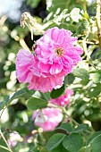 Damask Rose Kazanlik (Rosa x damascena trigintipetala)