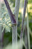 Hemlock (Conium maculatum), Alpes-de-Haute-Provence, France