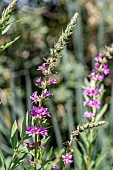 Purple loosestrife (Lythrum salicaria), Alpes-de-Haute-Provence, France