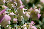 Oregano Ken Beauty (O. scabrum x O. rotundifolium)