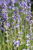 Lavender (Lavandula angustifolia) Matheronne, Drpme, France