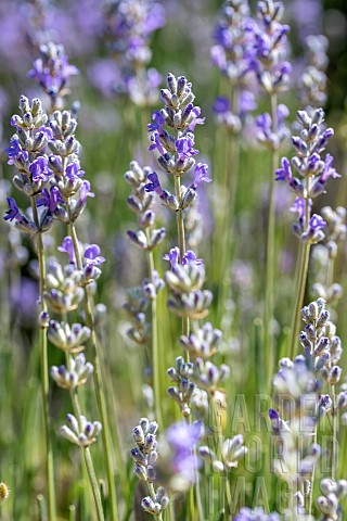Lavender_Lavandula_angustifolia_Matheronne_Drpme_France