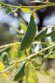 Caviar lime (Microcitrus australasica)