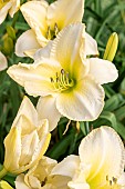 Daylily August Frost