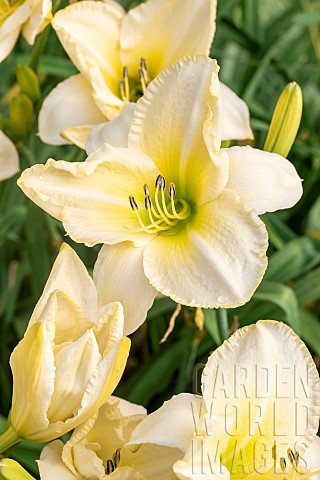 Daylily_August_Frost
