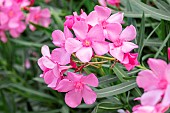 Oleander (Nerium oleander), Vaucluse, France